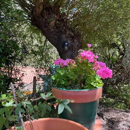 Quinta Laranja - - Πάρκο διακοπών