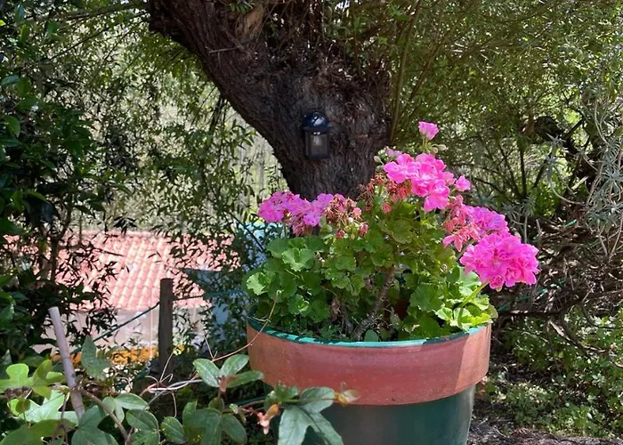 Quinta Laranja - - Tatil parkı